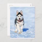冬の風景の中の子犬のハスキー シーズンポストカード (正面/裏面)