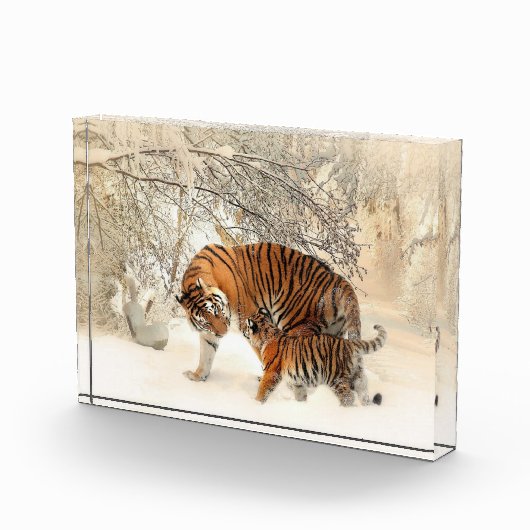 冬の風景の虎の家族フォトブロック フォトブロック (右)