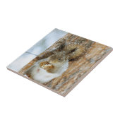 冬の風景内のかわいいリス タイル (側面)