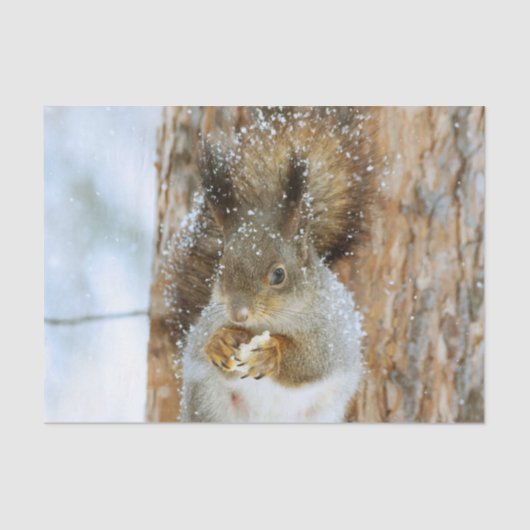 冬の風景内のかわいいリス 薄葉紙 (正面)