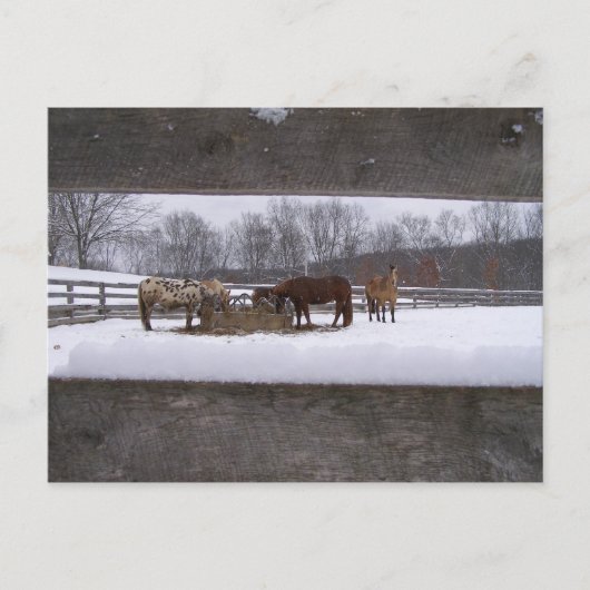 冬の食事はがき ポストカード (正面)