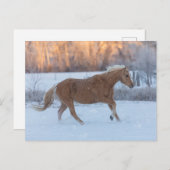 冬の馬のドライブで隠れ家の牧場 ポストカード (正面/裏面)