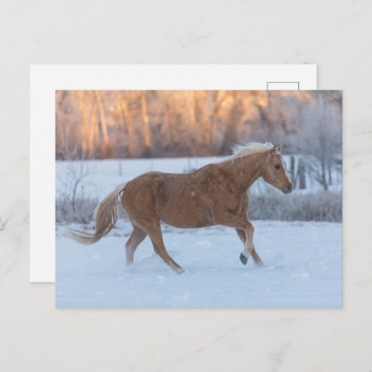 冬の馬のドライブで隠れ家の牧場 ポストカード (正面/裏面)
