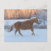 冬の馬のドライブで隠れ家の牧場 ポストカード (正面)