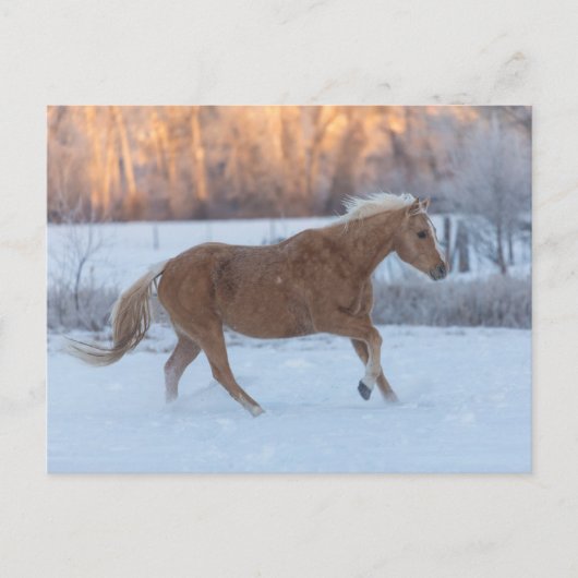 冬の馬のドライブで隠れ家の牧場 ポストカード (正面)