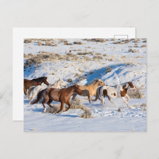 冬の馬のドライブで隠れ家の牧場 ポストカード (正面/裏面)
