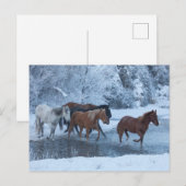 冬の馬のドライブ ポストカード (正面/裏面)