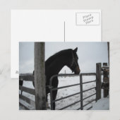 冬の馬 ポストカード (正面/裏面)