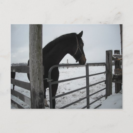 冬の馬 ポストカード (正面)