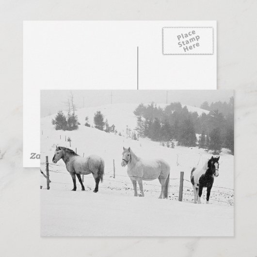 冬の馬 ポストカード (正面/裏面)