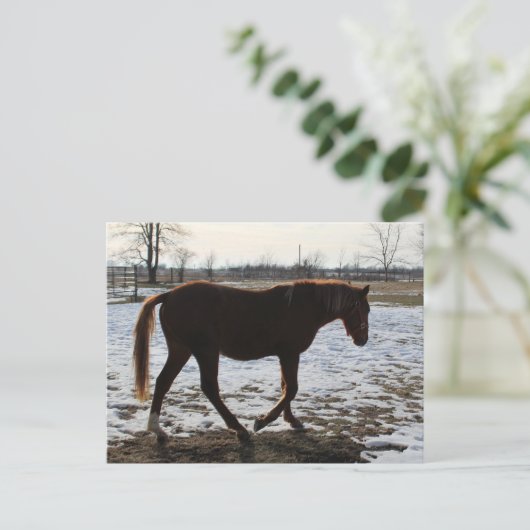 冬の馬 ポストカード (スタンド正面)
