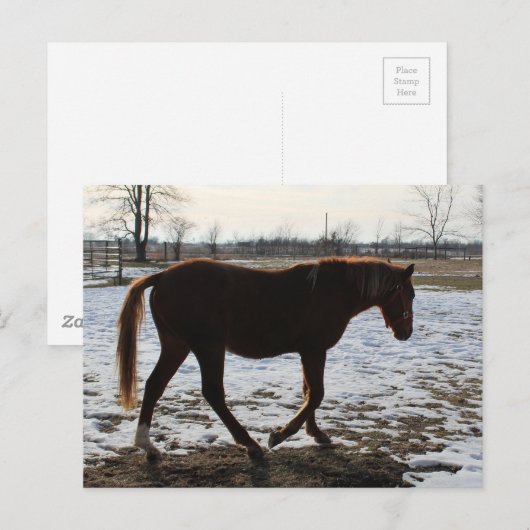冬の馬 ポストカード (正面/裏面)