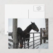 冬の馬 ポストカード (正面/裏面)