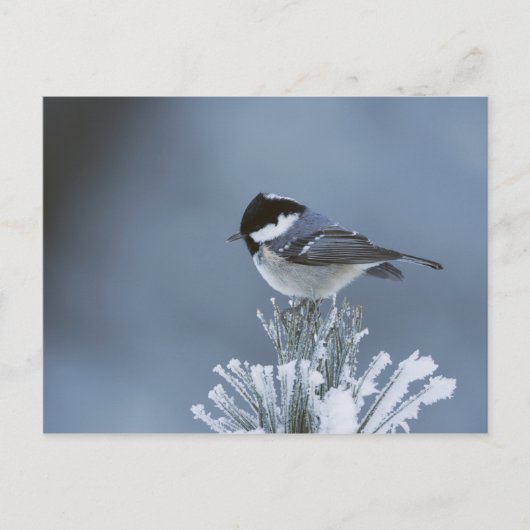 冬の鳥が霜の松の枝に止まった シーズンポストカード (正面)