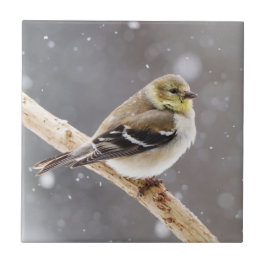 冬の鳥の雪場面-アメリカのGoldfinch タイル