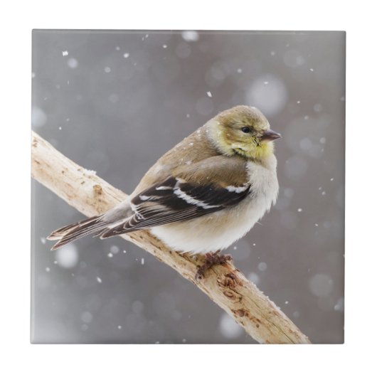 冬の鳥の雪場面-アメリカのGoldfinch タイル (正面)