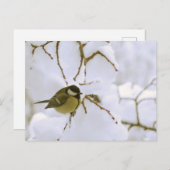 冬の鳥はがき ポストカード (正面/裏面)