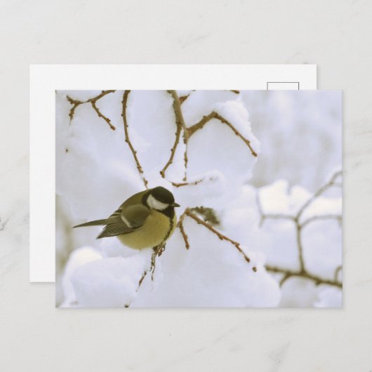 冬の鳥はがき ポストカード (正面/裏面)