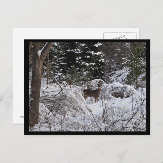 冬の鹿 ポストカード (正面/裏面)
