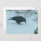 冬の黒カラス ポストカード (正面/裏面)