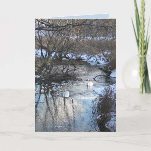 冬の2羽の白鳥 カード (正面)