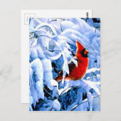 冬の(鳥)ショウジョウコウカンチョウに赤い雪 ポストカード (正面/裏面)
