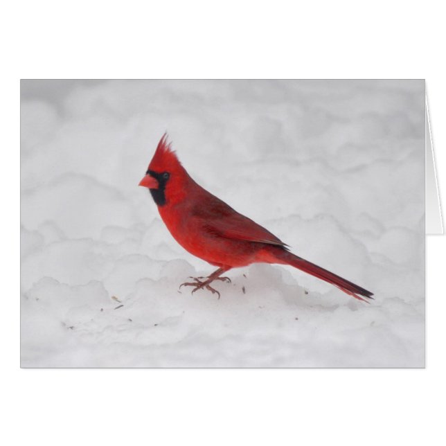 冬の（鳥）ショウジョウコウカンチョウ (正面横)