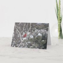 冬の（鳥）ショウジョウコウカンチョウ