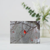 冬の（鳥）ショウジョウコウカンチョウ ポストカード (スタンド正面)