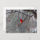 冬の（鳥）ショウジョウコウカンチョウ ポストカード (正面/裏面)