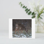 冬はがき中の鹿 ポストカード (スタンド正面)