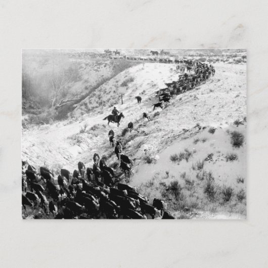 冬は牛を運転する。 ポストカード (正面)