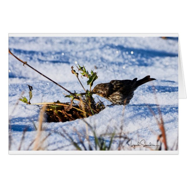 冬は鳥のためのつらい時です (正面横)