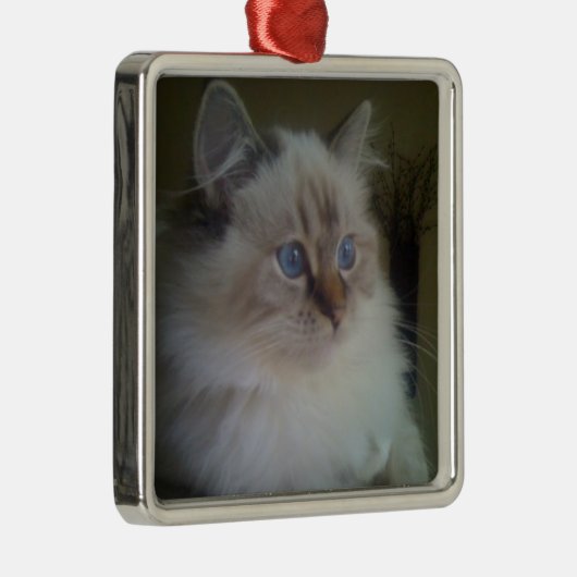 冬を熟視しているRagdoll美しいHymalayan猫 メタルオーナメント (右)