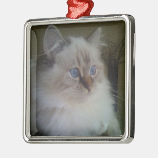 冬を熟視しているRagdoll美しいHymalayan猫 メタルオーナメント (左)