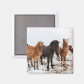 冬アイスランドのアイスランドの馬 マグネット (正面/裏面)