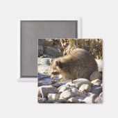 冬アライグマ～磁石 マグネット (正面/裏面)