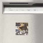 冬アライグマ～磁石 マグネット (インサイチュ (食洗機))