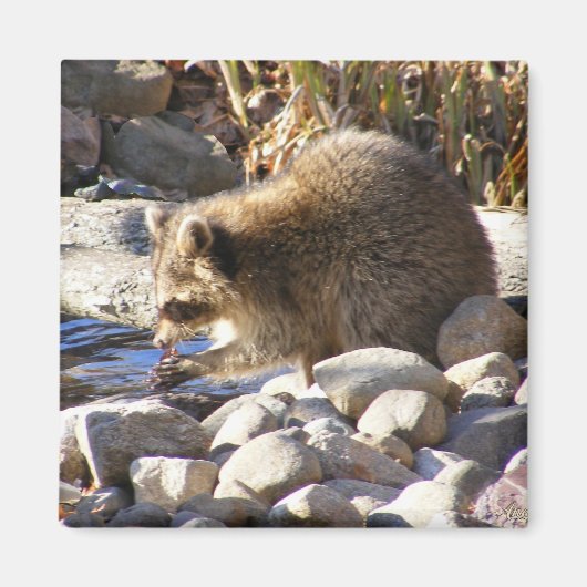 冬アライグマ～磁石 マグネット (正面)