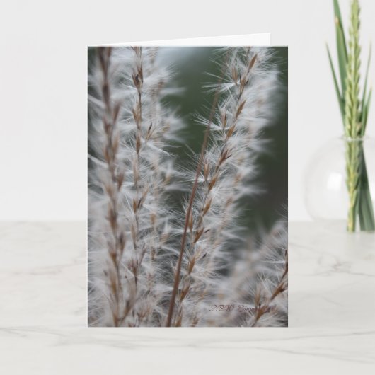 冬ムギ カード (正面)