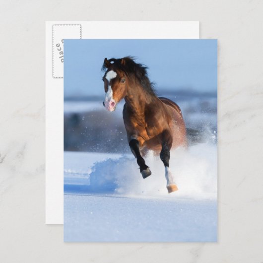 冬ランニングは馬が畑を横切る ポストカード (正面/裏面)