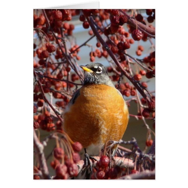 冬ロビン (正面)