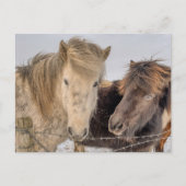 冬威厳のあるのアイスランドの馬 ポストカード (正面)