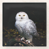 冬威厳のあるのフクロウ ガラスコースター (正面)