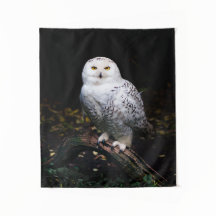 冬威厳のあるのフクロウ