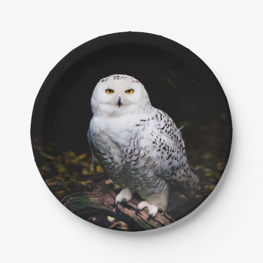 冬威厳のあるのフクロウ ペーパープレート (正面)