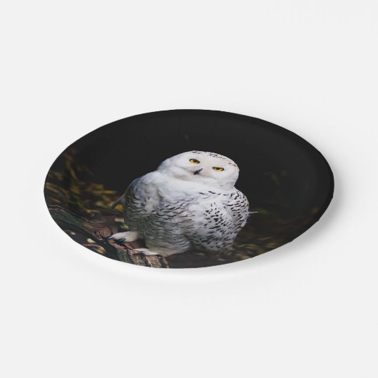 冬威厳のあるのフクロウ ペーパープレート (アングル)