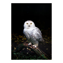 冬威厳のあるのフクロウ