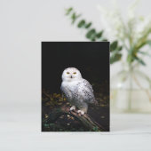 冬威厳のあるのフクロウ ポストカード (スタンド正面)