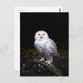 冬威厳のあるのフクロウ ポストカード (正面/裏面)